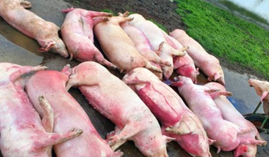 Avertisment Privind Pesta Porcină Africană: Măsuri de Precauție pentru Protejarea Animalelor în Cahul