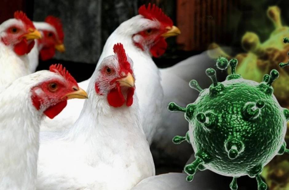 Situația epidemiologică privind gripa aviară înalt patogenă